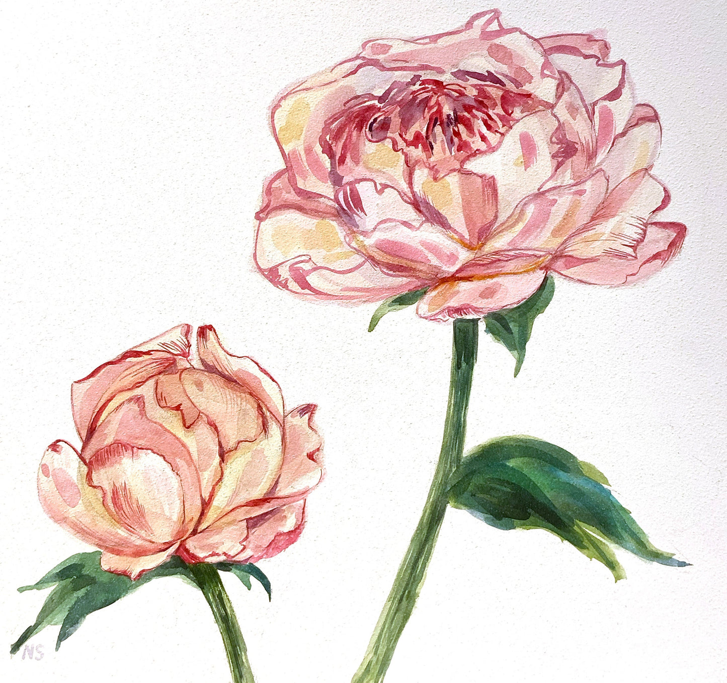 Pink Peony, 8×8in, watercolor, cradled panel, 2024
