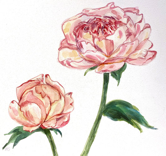 Pink Peony, 8×8in, watercolor, cradled panel, 2024