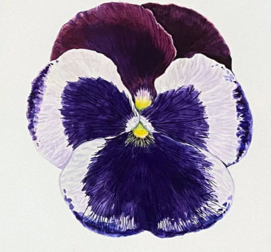 Pansy, 8×8in, watercolor, cradled panel, 2024