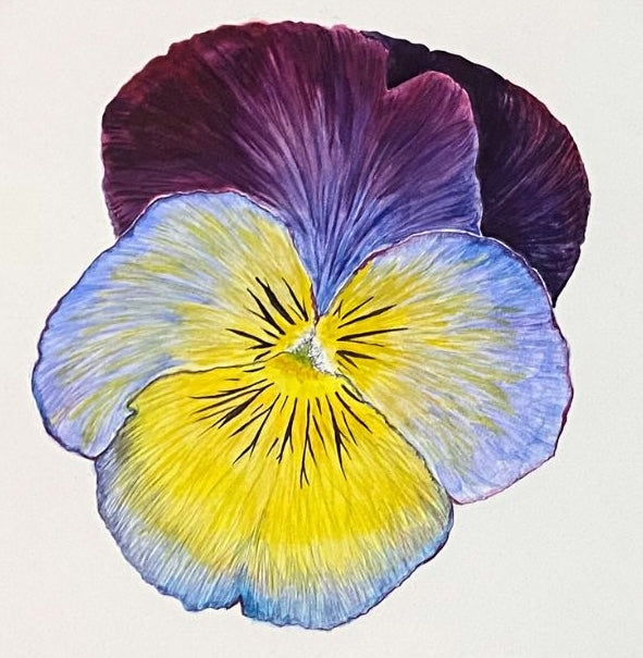 Pansy, 8×8in, watercolor, cradled panel, 2024